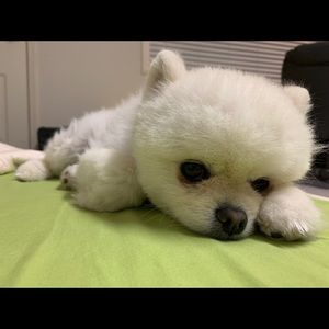 Meet your Posher, Vicki